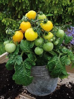 Tomāti Balconi Yellow F1 15 gab Graines Voltz